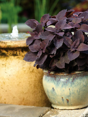 purple-coleus-newly-noir-proven-winners