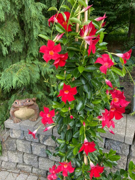 How to Grow Mandevilla in a Pot: 7 Easy Growing Tips