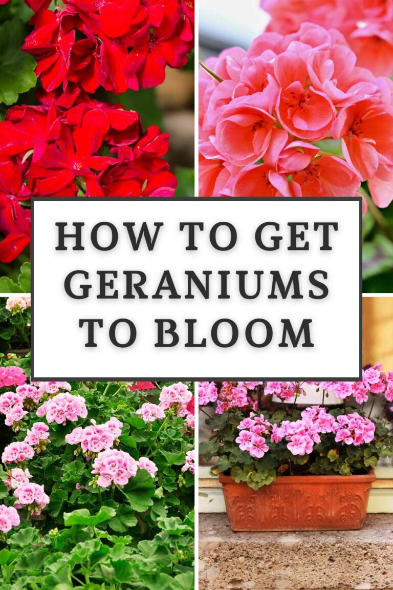 How to Get Geraniums to Bloom: 3 Secrets for Success