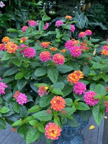 how-to-grow-lantana-in-pots