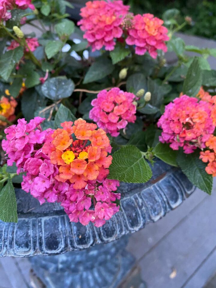 How to Grow Lantana in Pots: Ultimate Care Guide