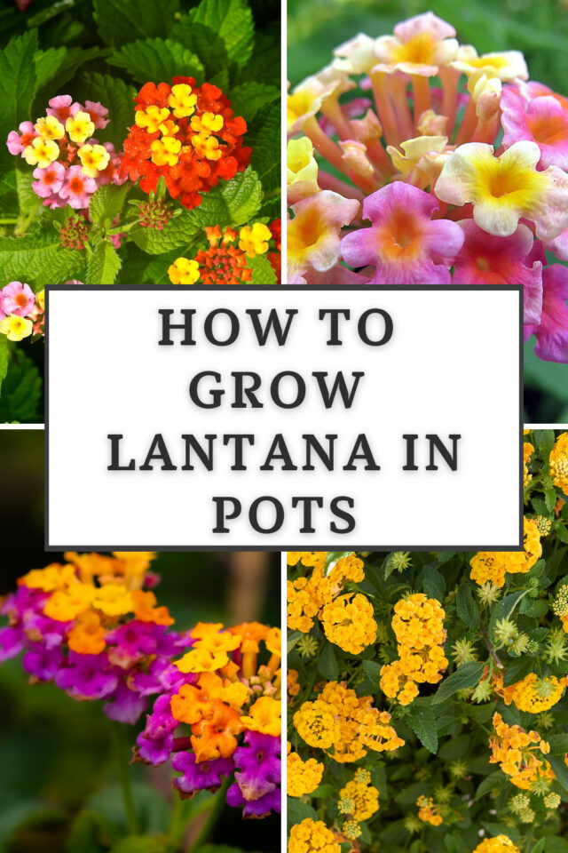 How to Grow Lantana in Pots: Ultimate Care Guide