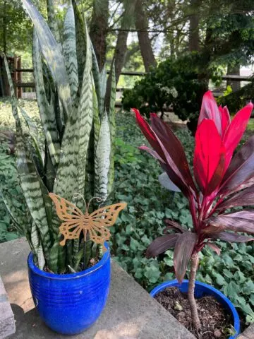 how-to-repot-a-snake-plant