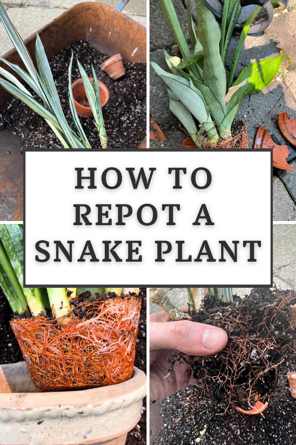 how-to-repot-a-snake-plant-5-important-tips-to-know