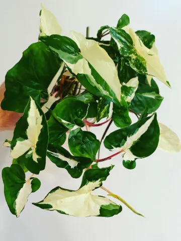 propagate-syngonium-albo-variegated