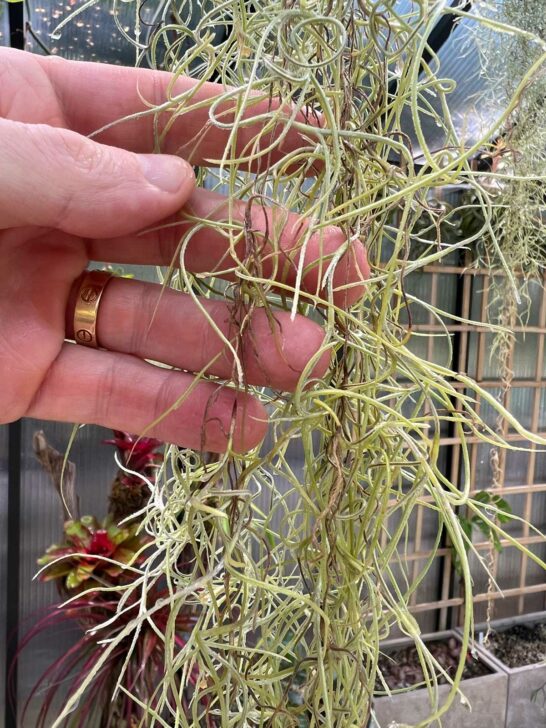 Spanish Moss Air Plant Care: 3 Tips to Growing Inside