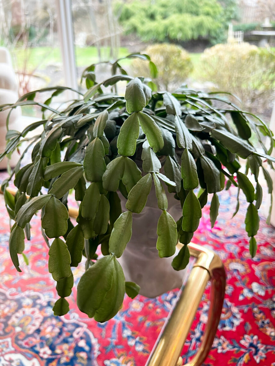 Why is My Christmas Cactus Turning Purple? 6 Reasons