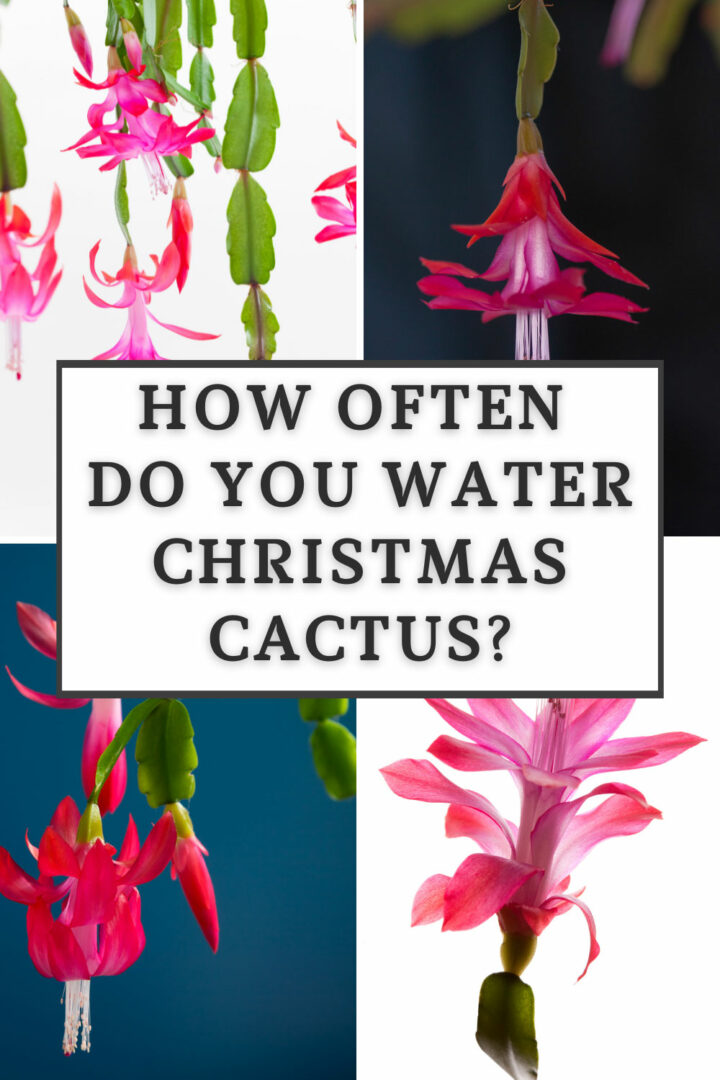 How Often To Water Christmas Cactus 