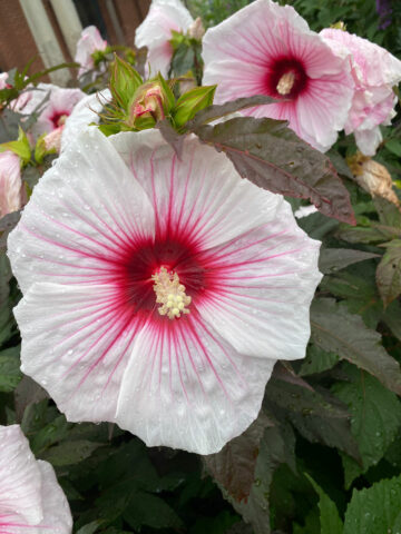 rose-mallow