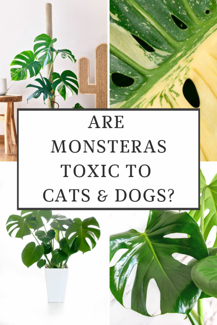 Are Monsteras Toxic to Cats & Dogs? 3 Things to Know