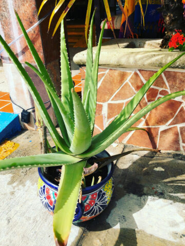 best-soil-for-aloe