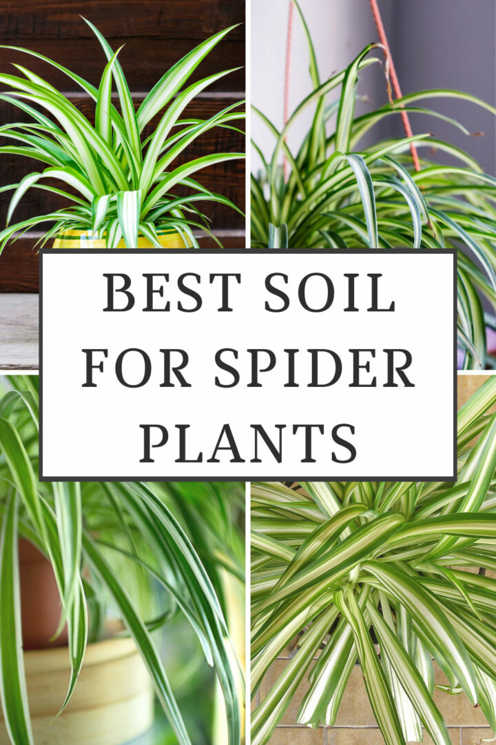 Best Soil for Spider Plants: 3 Wonderful Choices