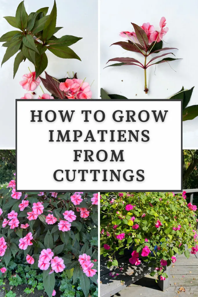 how-to-grow-impatiens-from-cuttings