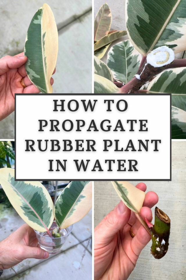 How to Propagate Rubber Plant in Water: 3 Easy Steps