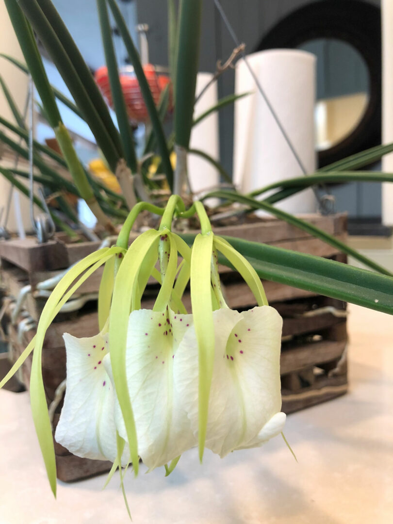 Brassavola Nodosa Orchid Care: 7 Essential Tips