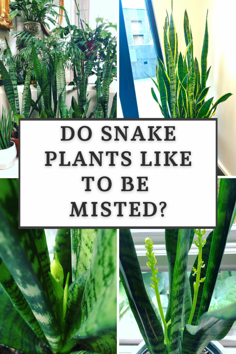 Do Snake Plants Like to Be Misted? 3 Important Tips