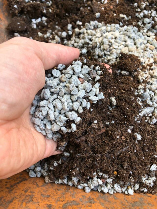 Best Soil for Propagating String of Hearts: 3 Great Options!