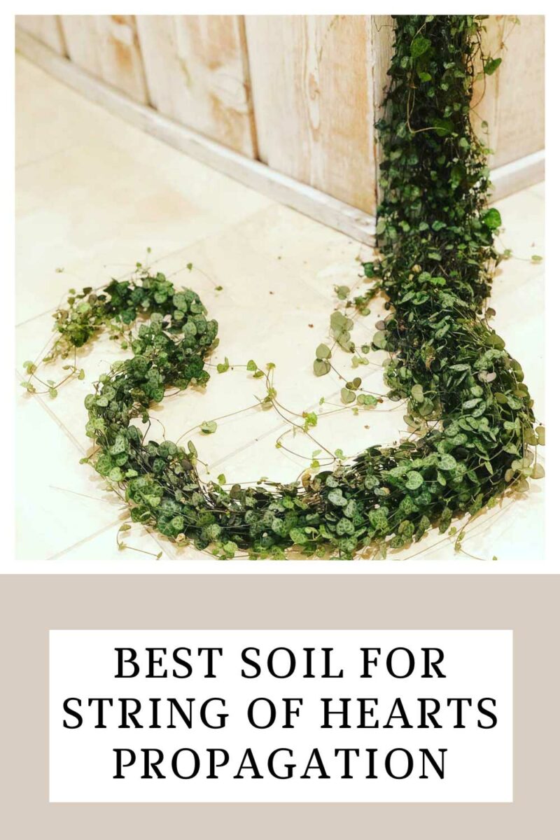 Best Soil for Propagating String of Hearts: 3 Great Options!