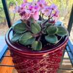 mini-african-violets-self-watering