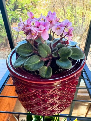 mini-african-violets-self-watering