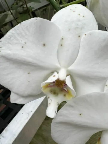 botrytis-phalaenopsis-flowers