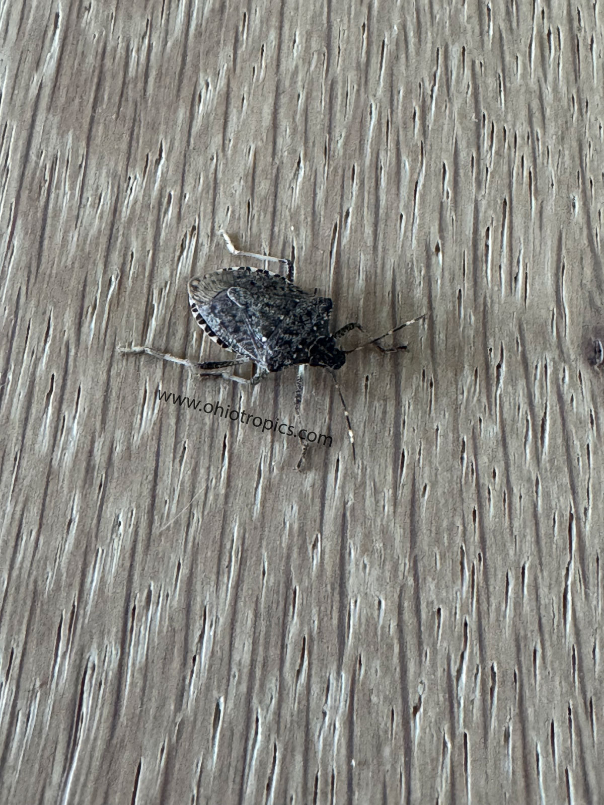 brown-marmorated-stink-bug