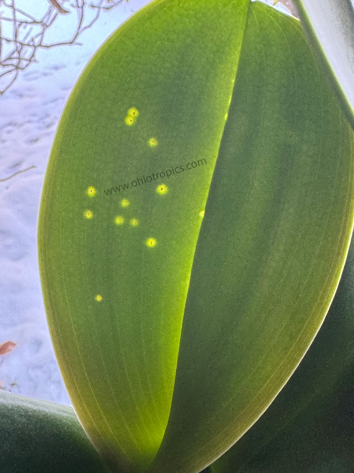 do-stink-bugs-attack-orchids