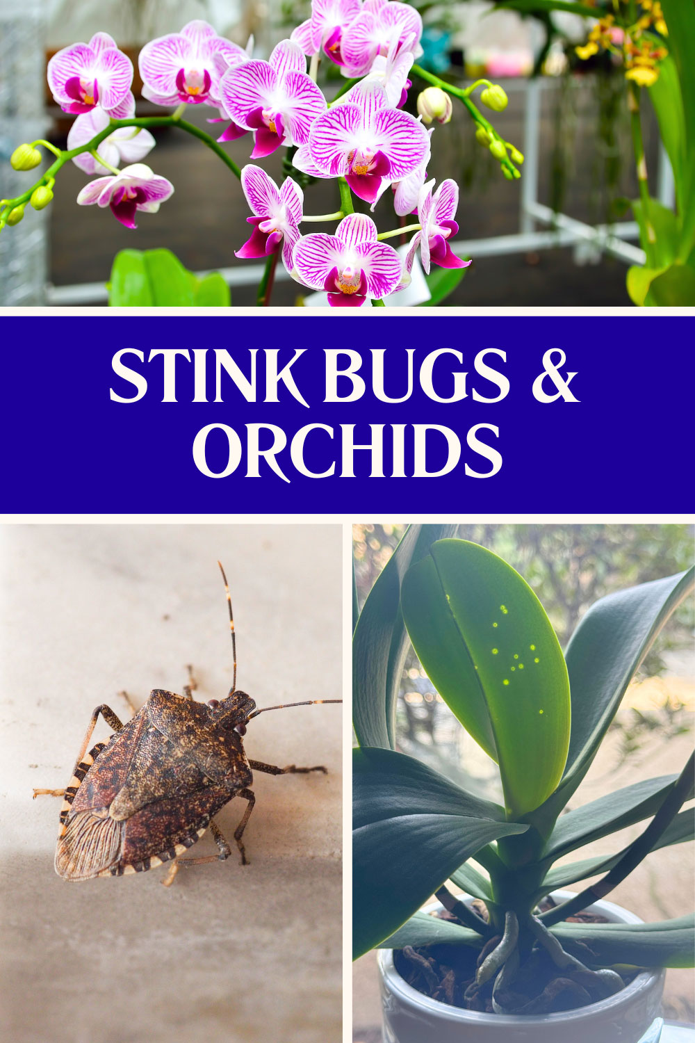 orchids-and-stink-bugs