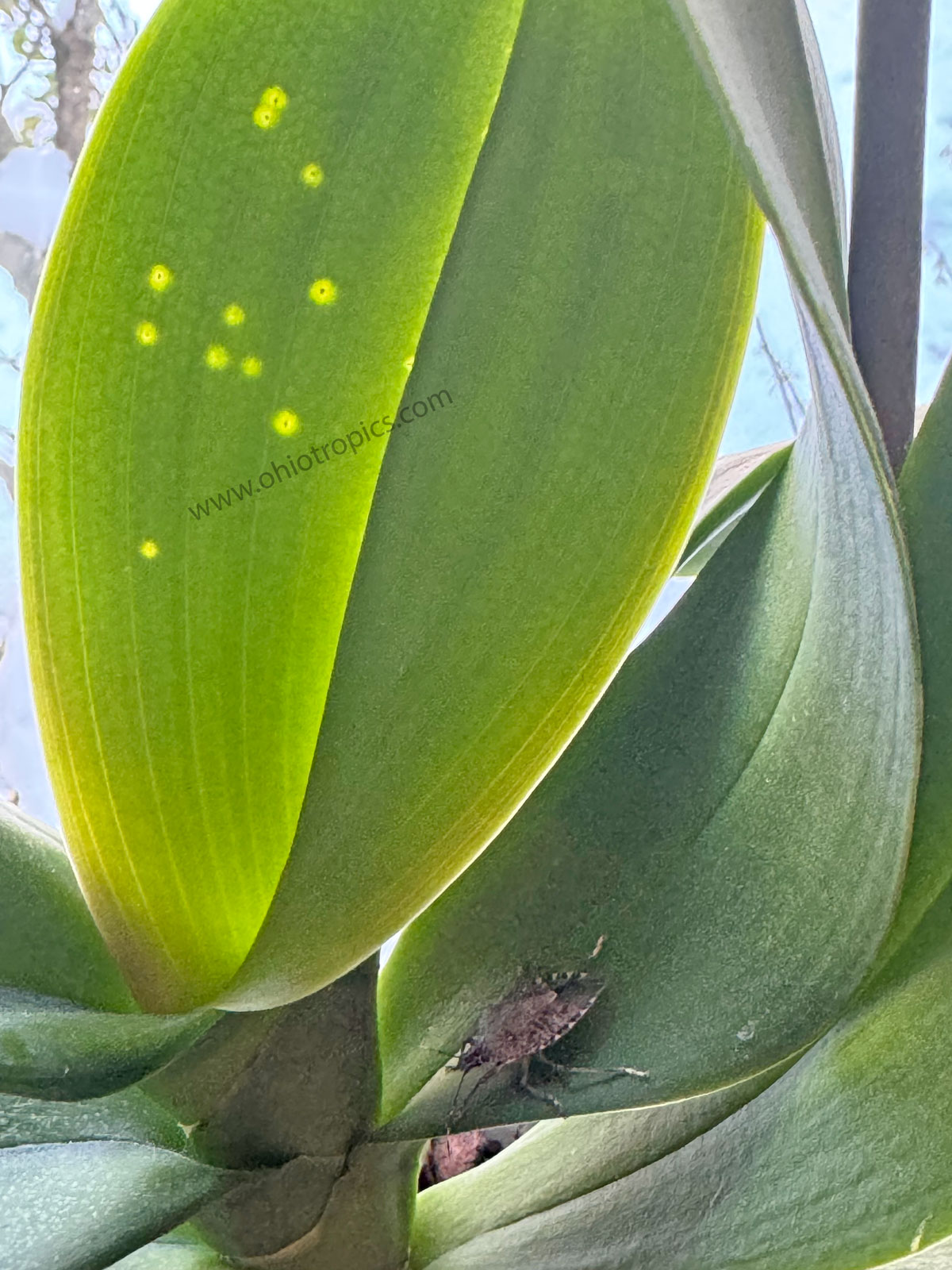 sting-bugs-eating-orchids