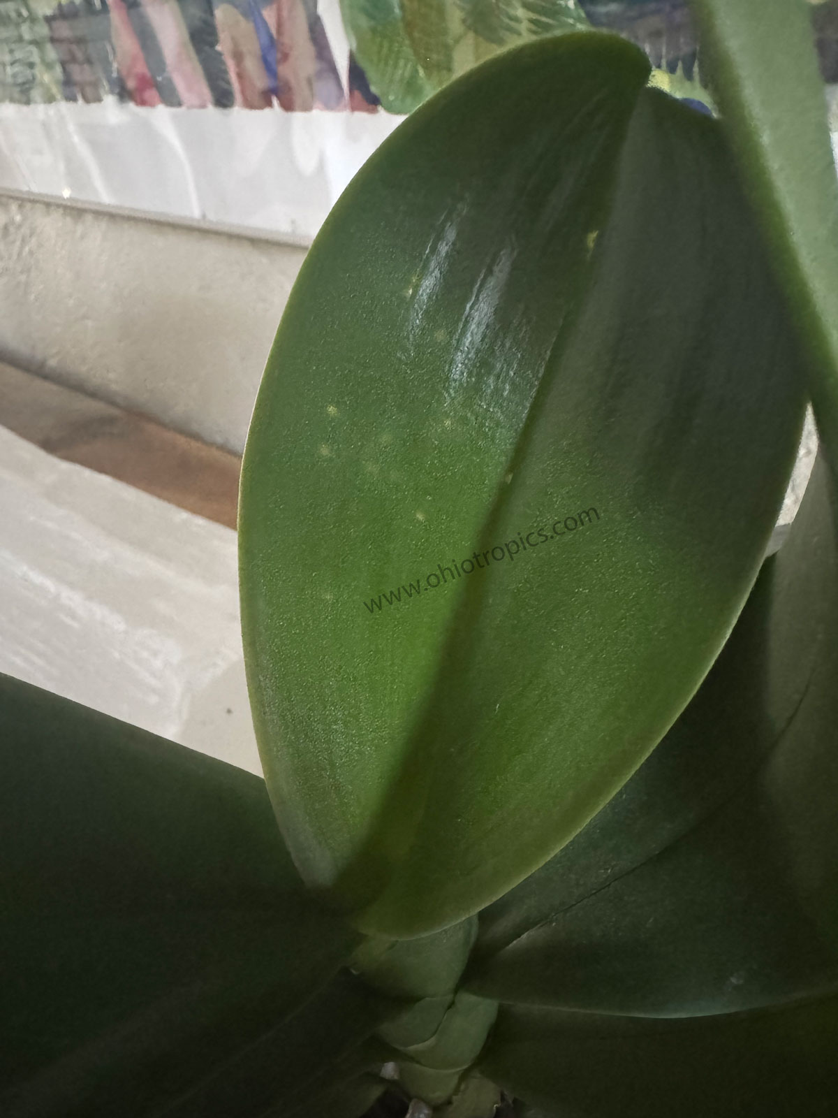 stink-bug-damage-orchids