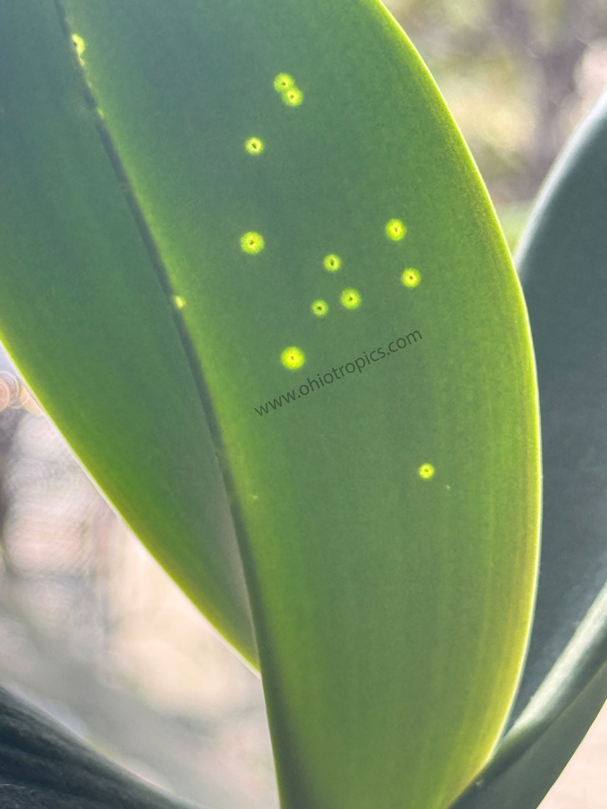 stink-bugs-attracted-to-orchids