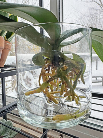 growing-orchids-in-water