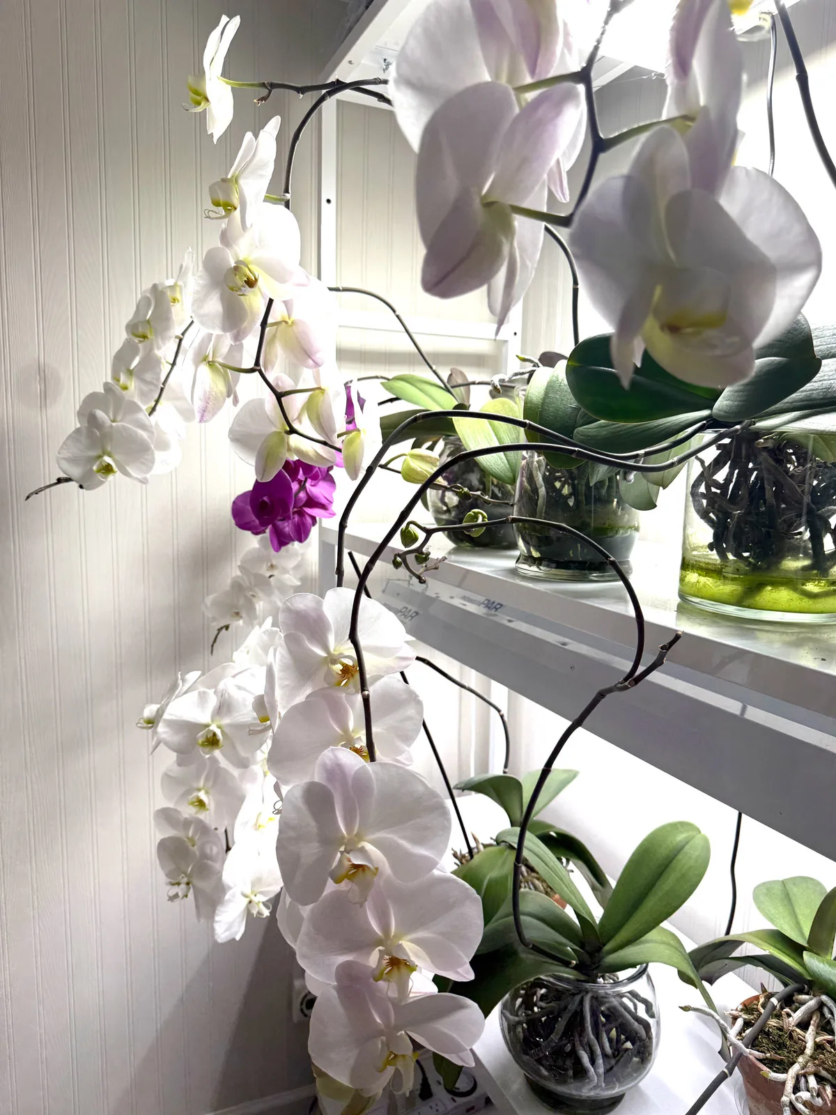 water-culture-orchid-grow-lights
