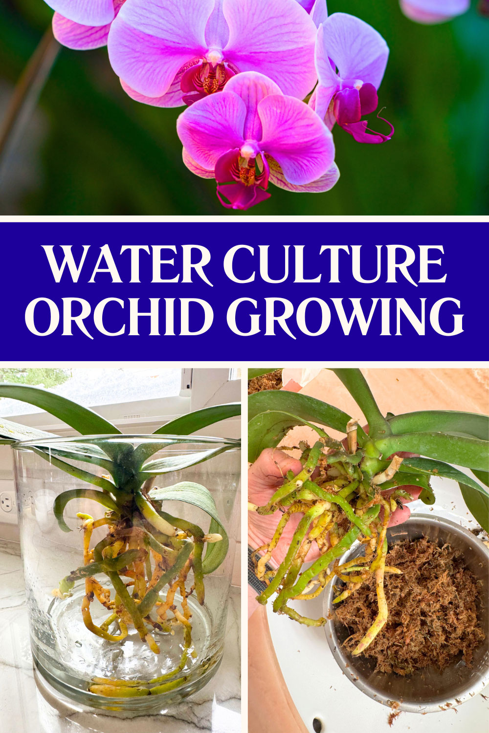 growing-orchids-in-fwc