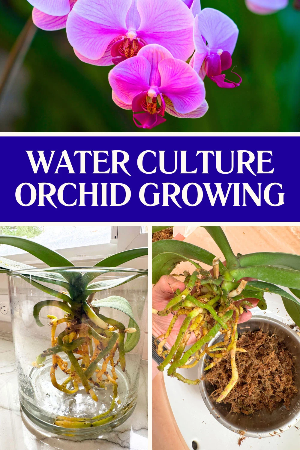 growing-orchids-in-fwc