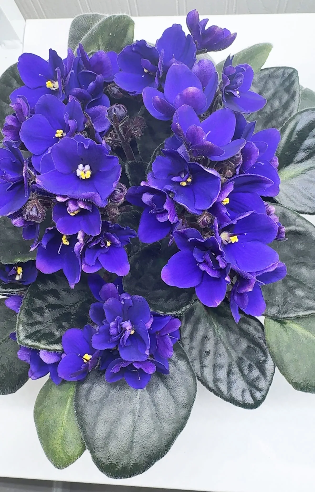 african-violet-indoor-plants-that-flower