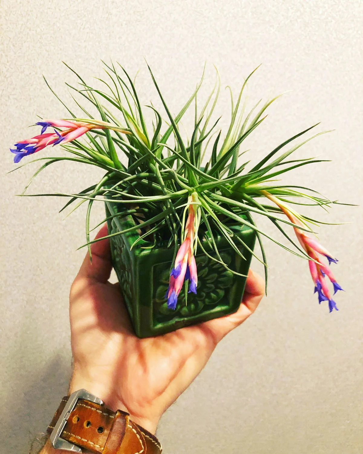 air-plants-houseplants-that-flower