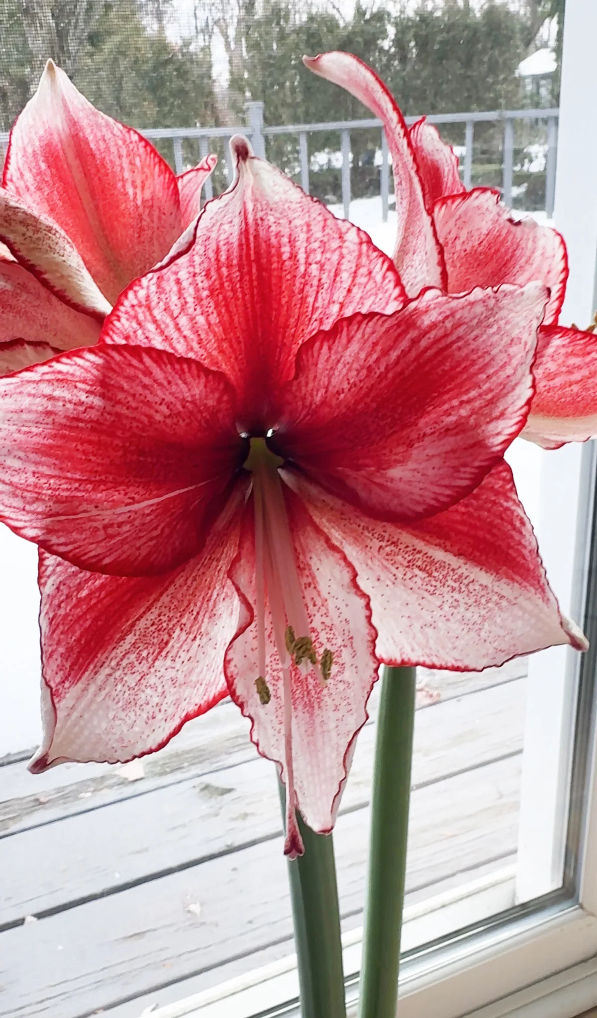 amaryllis-houseplants-that-flower