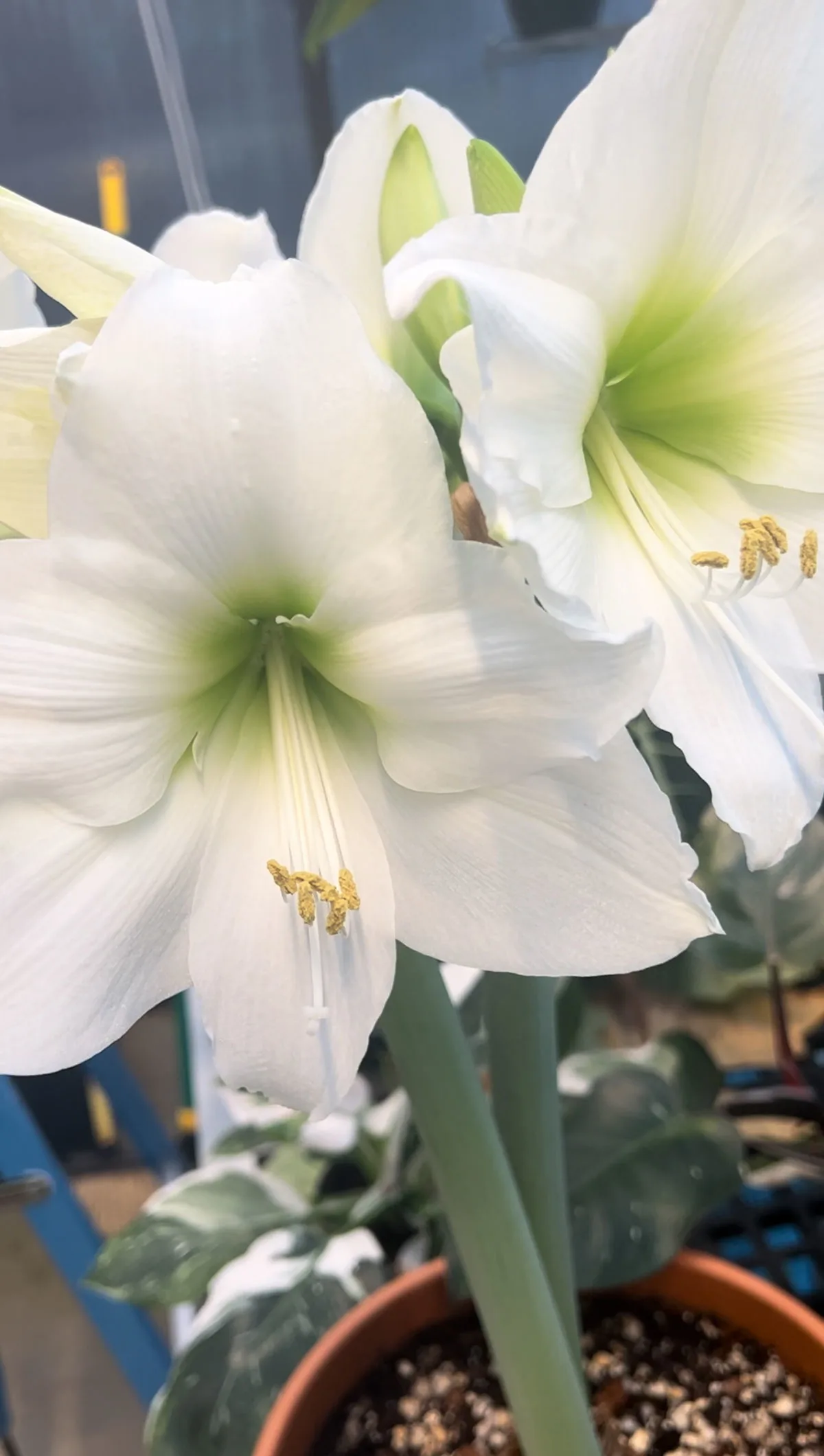 amaryllis-indoor-plants-that-flower