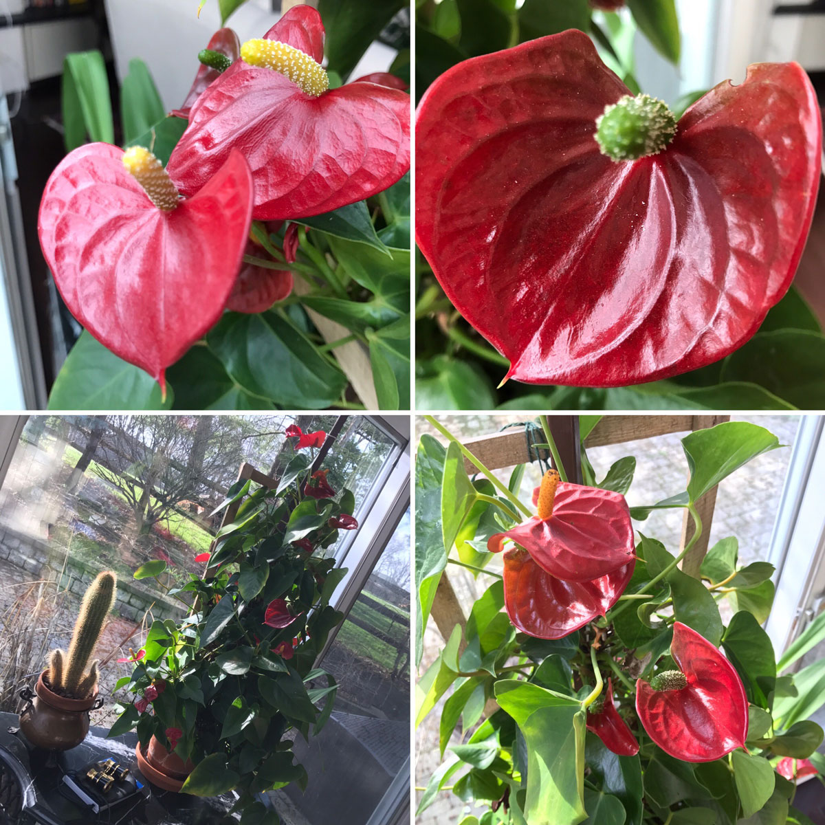 anthurium-indoor-plants-that-flower