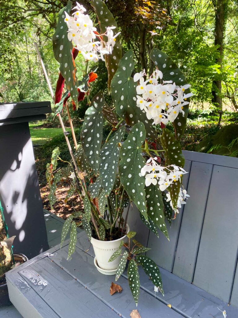 begonia-indoor-plants-that-flower