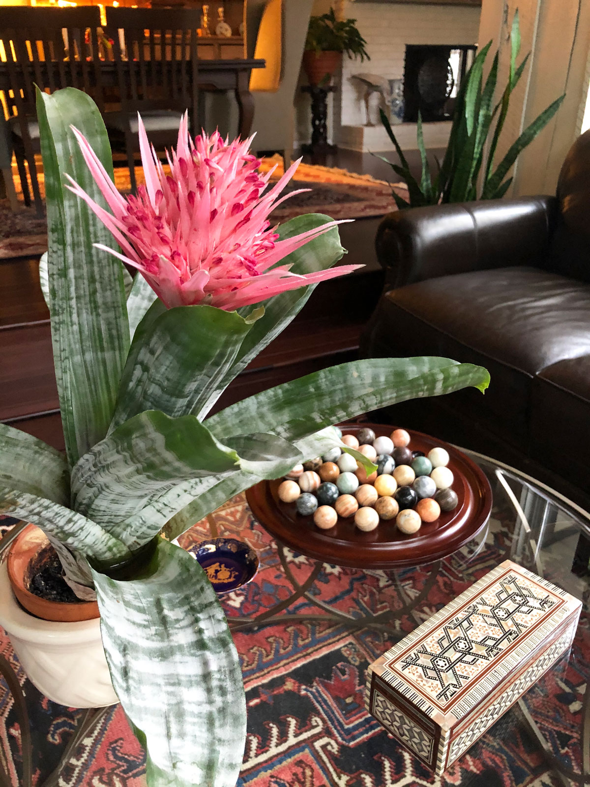 bromeliad-houseplants-that-flower