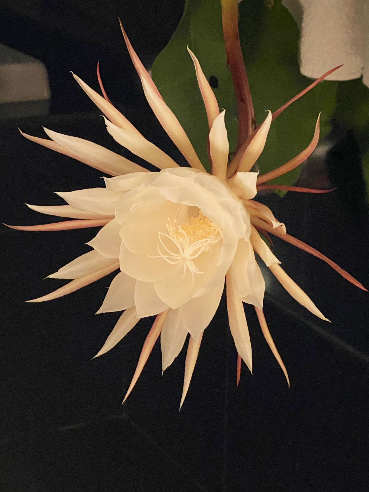 epiphyllum-houseplants-that-flower