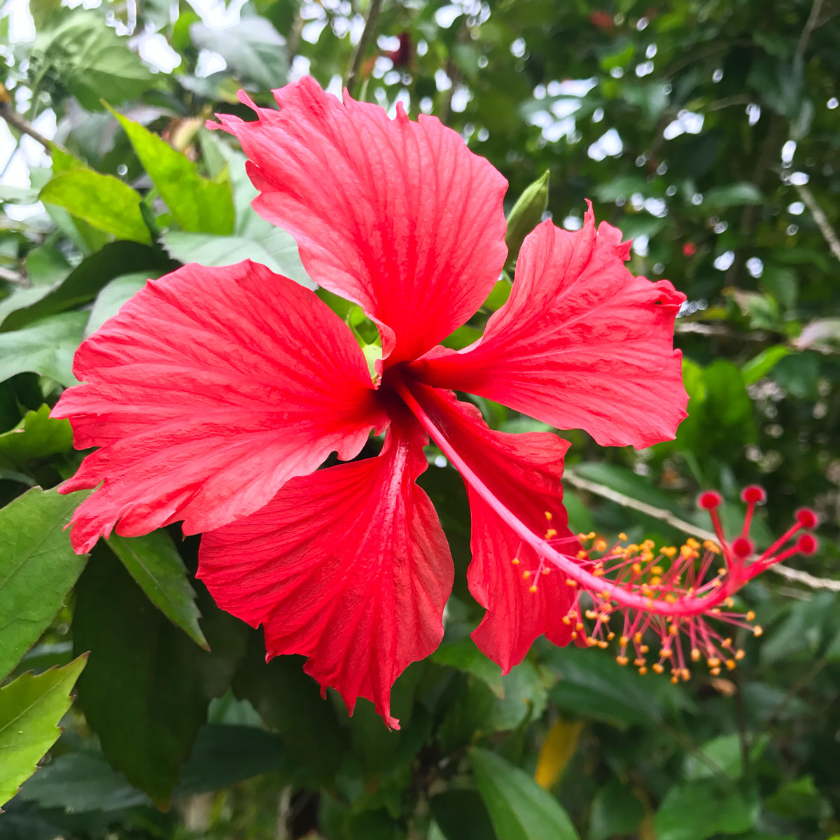 hibiscus-indoor-plants-that-flower