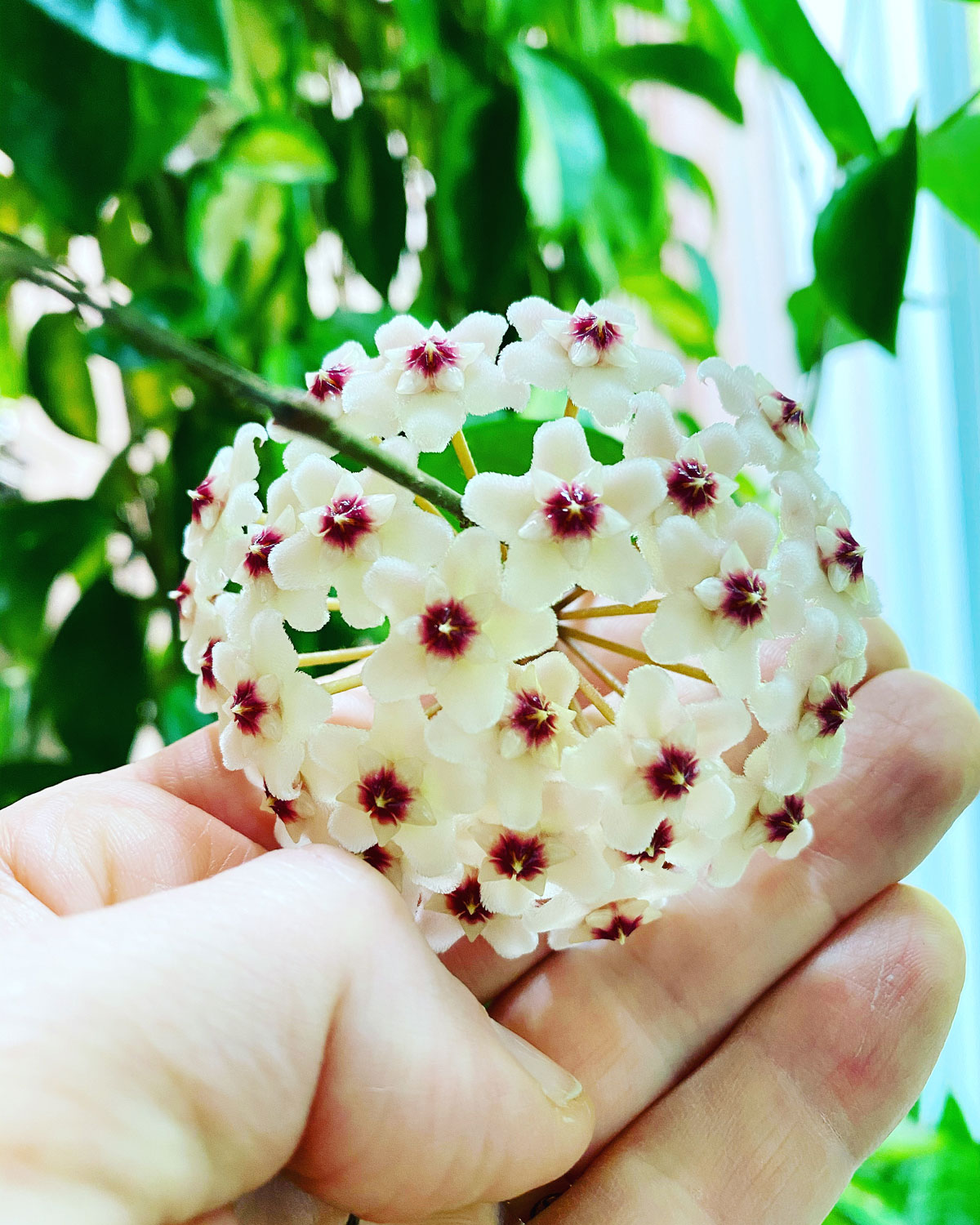 hoya-houseplants-that-flower