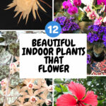 indoor-plants-that-flower