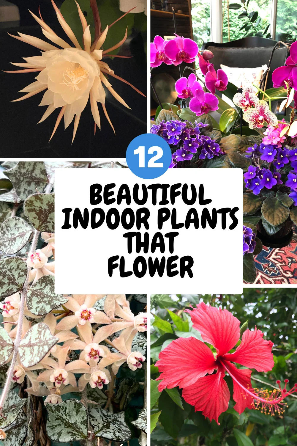 indoor-plants-that-flower