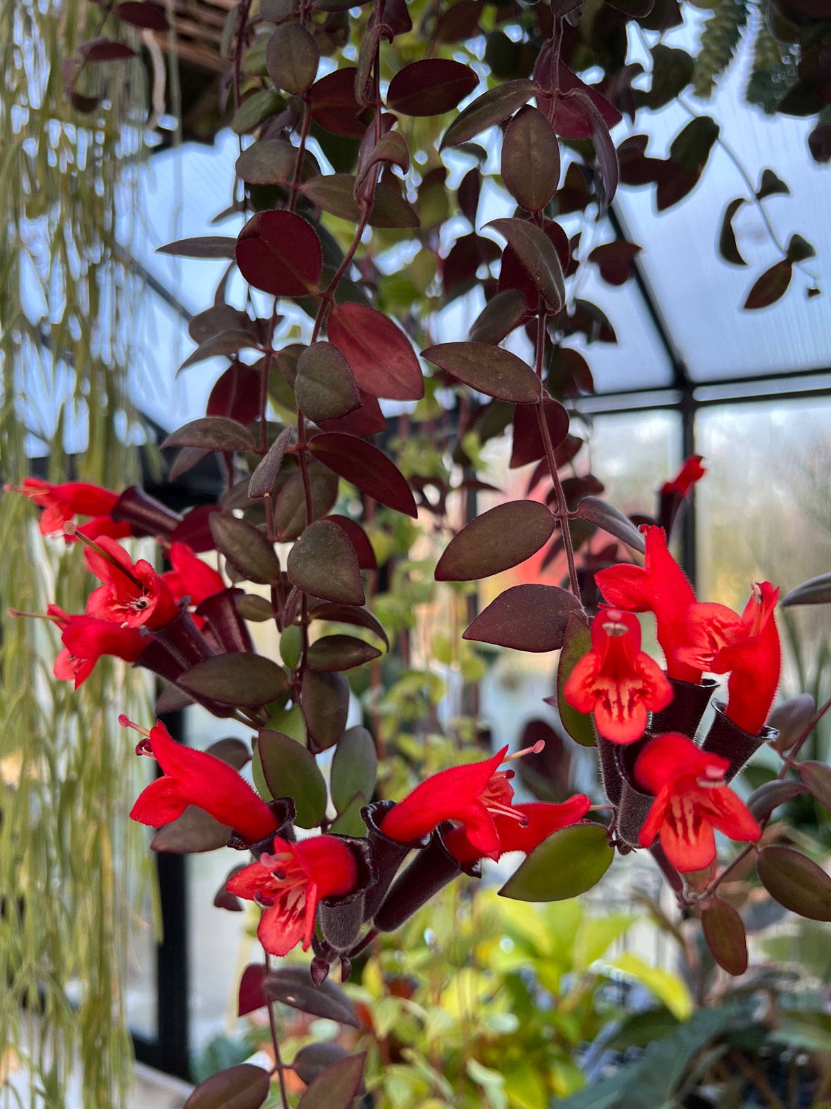 lipstick-indoor-plants-that-flower