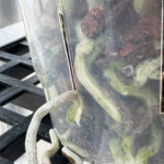 roots-growing-through-orchid pots