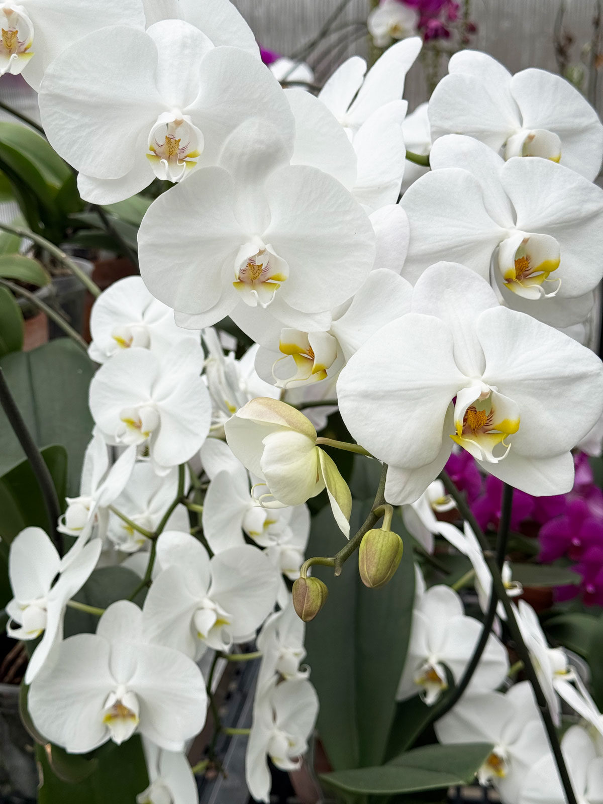 phalaenopsis-orchid-pots-with-holes